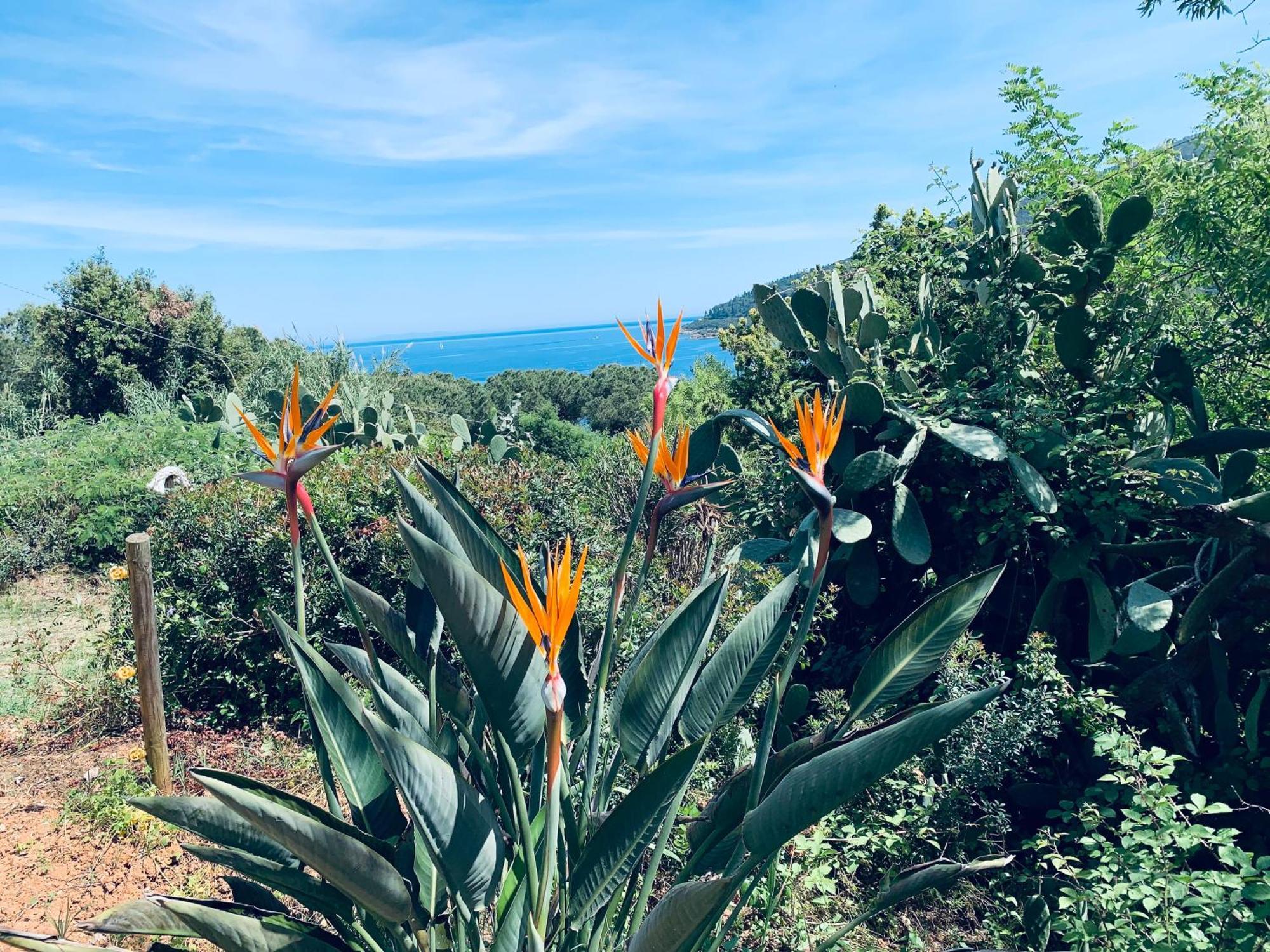Case Dei Limoni Sul Mare Capoliveri  Εξωτερικό φωτογραφία